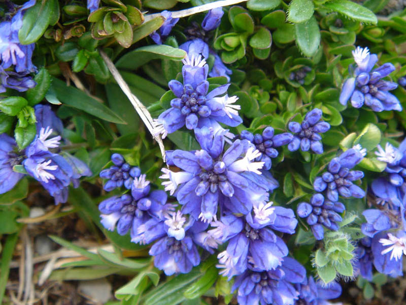 Polygala calcarea en fleurs dans les pelouses calcaires des Picos de Europa